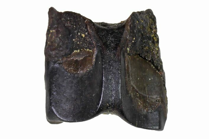 Fossil Hadrosaur (Edmontosaurus) Shed Tooth- Montana #110977